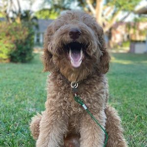 Meet your Posher, Timea